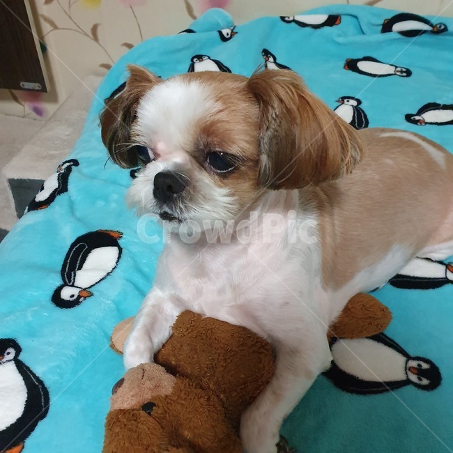 동물,pet,strap,animal,강아지,개,puppy,dog,시츄,shihtzu,개,강아지,dog,doggy
