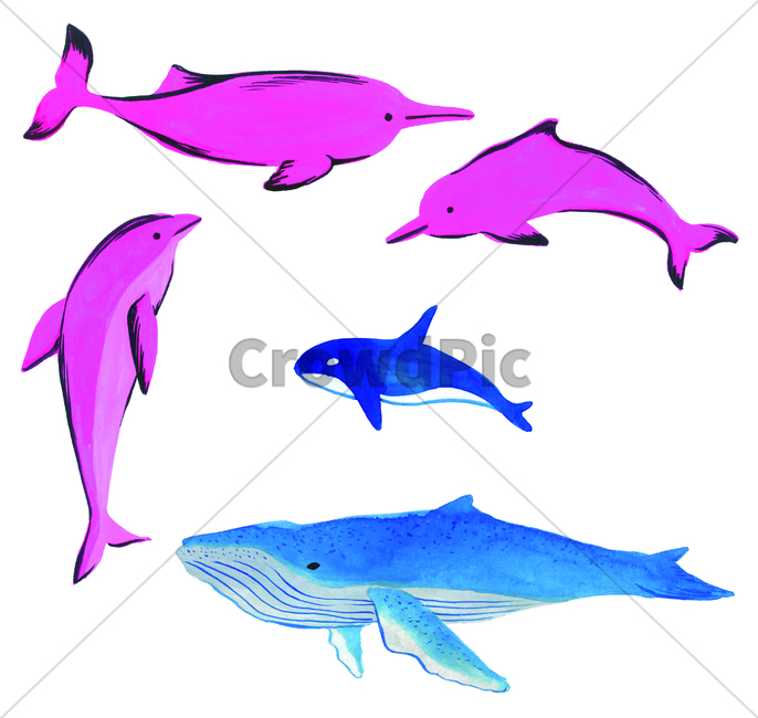 손그림,물감그림,watercolor,fish,물고기,handdrawing,돌고래,dolphin,porpoise,고래,whale,범고래,grampus,killerwhale