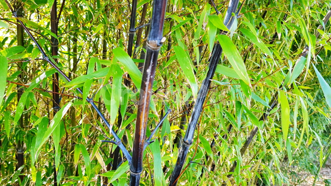 대나무,공원,정원,숲,나무,대나무숲,식물,자연,plants,nature,나무,trees,wood