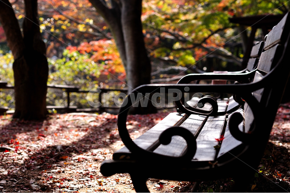 가을,공원,단풍,야외,낙옆,가을,계절,fall,autumn,season,furniture,가구,park bench,공원 벤치,bench,벤치