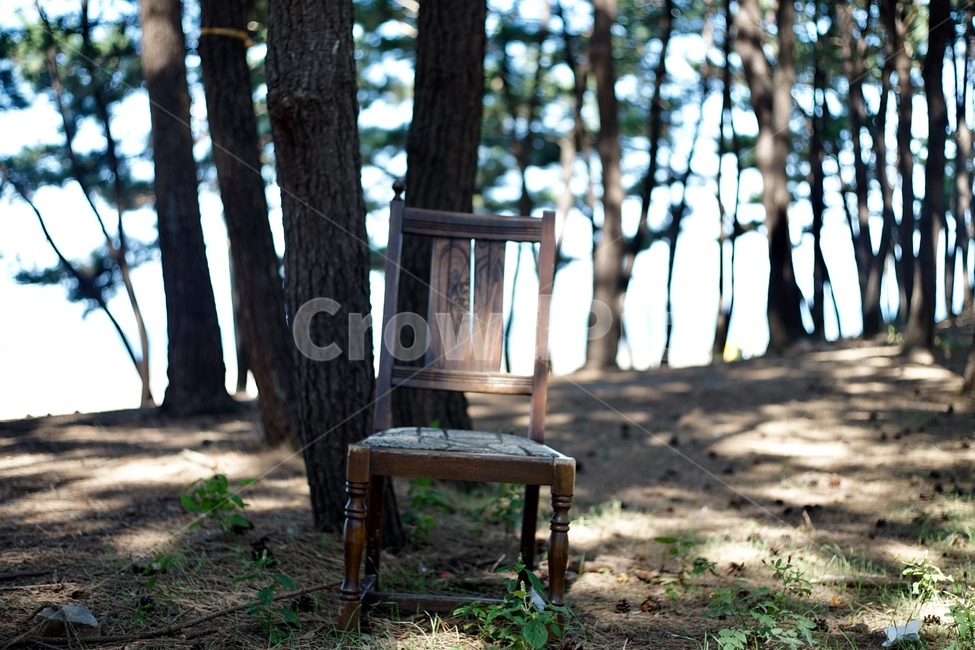 솔밭,일상,숲,풍경,감성,emotion,의자,자연,풍경,nature,landscape,사물,물건,오브젝트,thing,object,matter,ground,바닥,tree,나무,plant,식물,chair