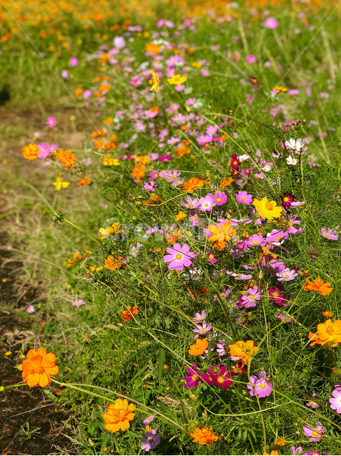 flower,꽃,blossom,nature,자연,outdoors,옥외,plant,식물,코스모스,field,grassland