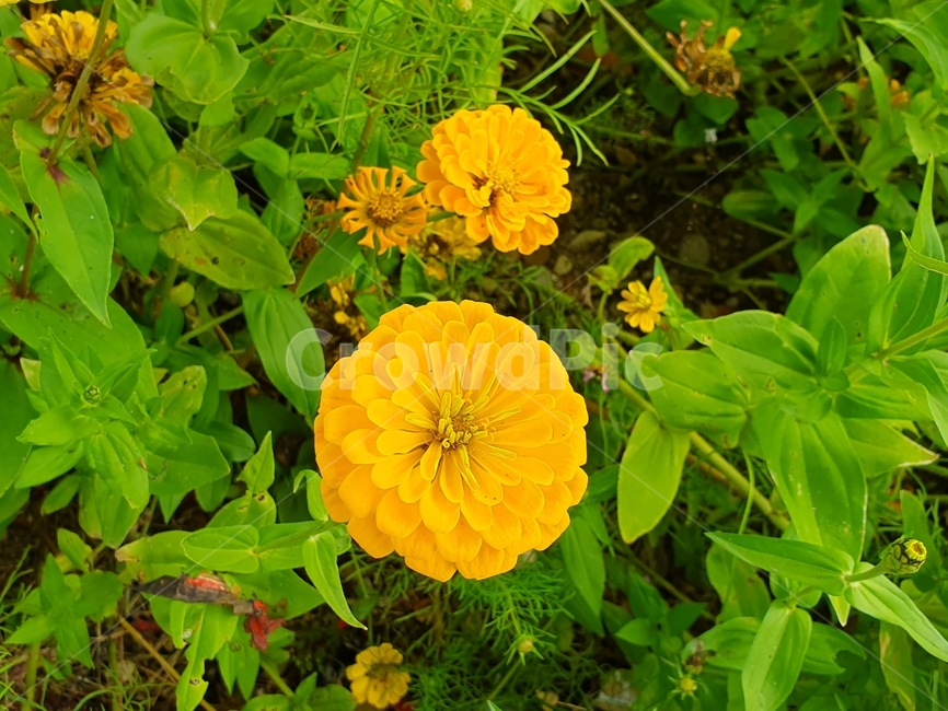 백일홍,야생화,꽃,꽃잎,화분,plant,식물,잎,leaf,planter,pottedplant,herbs,wildflower,zinna,vibrant,fresh,petal,yellow,노란색,beautiful,bloom,blossom,life