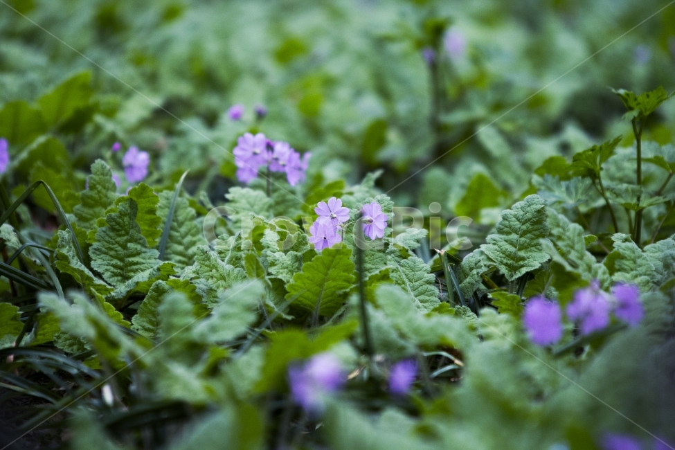 꽃,길상사,절,힐링,감성,식물,자연,plants,nature,꽃,flower