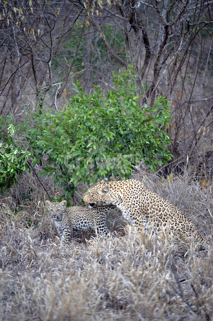 mammal,포유류,animal,동물,치타,cheetah,야생동물,wildlife,새끼,사파리,남아프리카공화국,초원,동물,animal,포유류,mammal