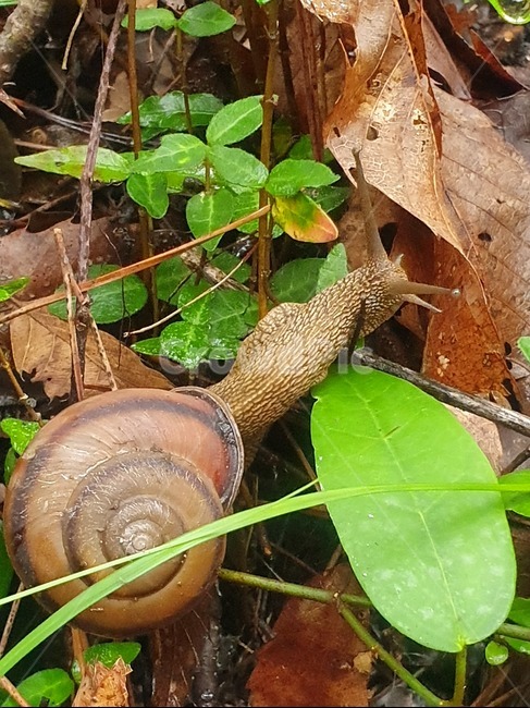 달팽이,산,달팽이집,나뭇잎,숲