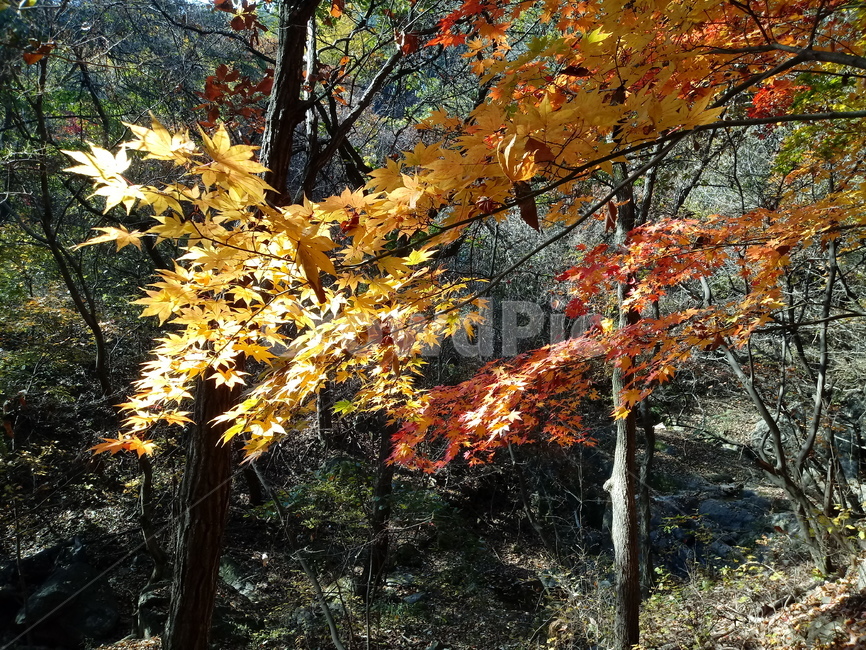 낙엽,단풍,落葉,leaves,나뭇잎,단풍나무,식물,maple,낙엽활엽관목,잎,계절,가을,자연,풍경,outdoors,옥외,fallautumnseason,naturelandscape,풍경사진,가을,계절,fall,autumn,season,leaf,plant,tree,나무