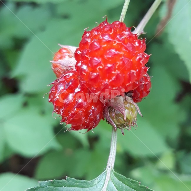 산딸기,자연,열매,딸기,결실,숲,식물,옹기종기,과일,생태계