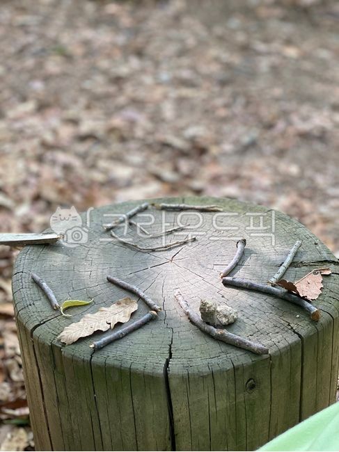tree,stub,brown,branch
