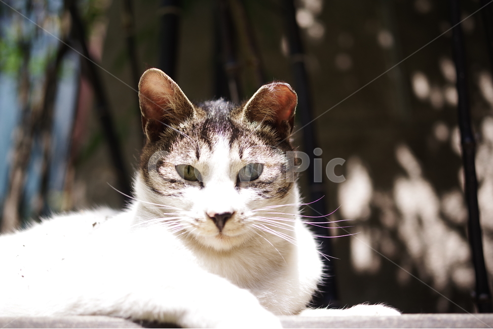 고양이,길고양이,길냥이,동물,포유류,길친구,자연,생명,육식동물,애완동물,야생동물,동물,animal,포유류,mammal,고양이,cat,kitten,kitty