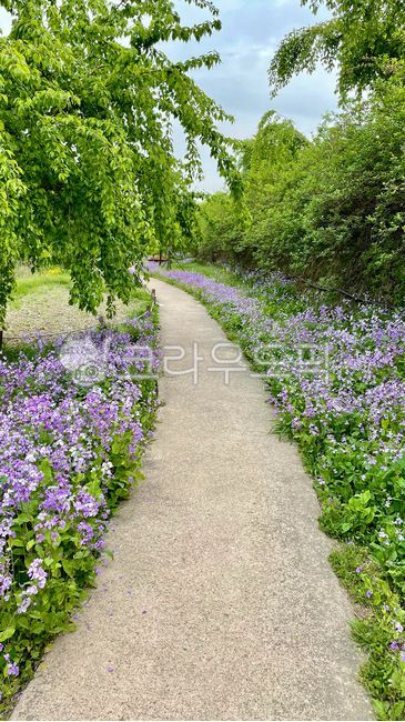 flowergarden,tree,flower road,Passage,path,road,plant,garden,park,lane,flowerpath