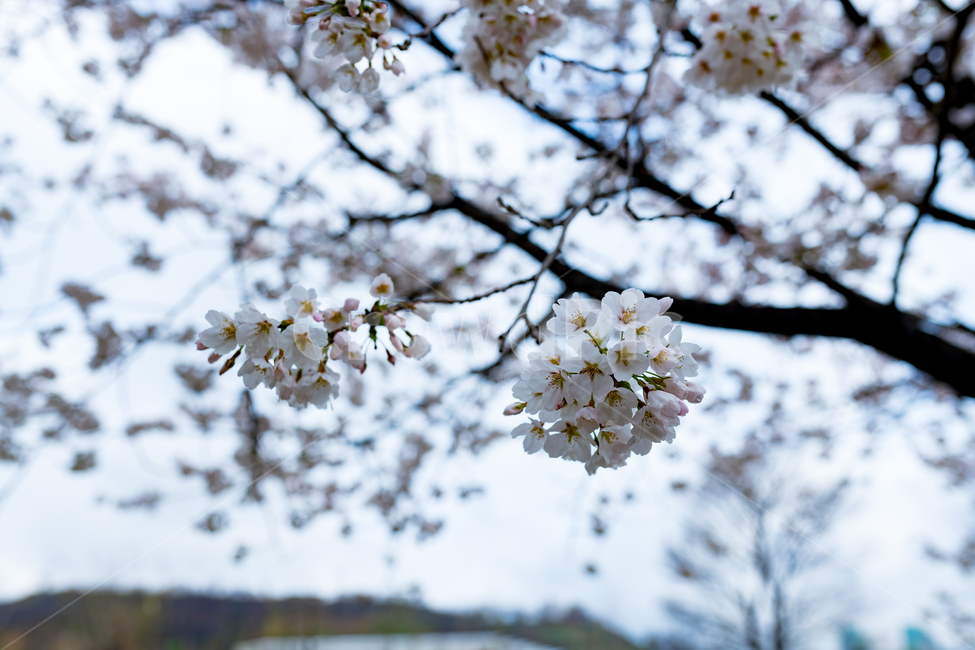 봄,자연,풍경,꽃,맑은날,봄,계절,spring,season,식물,자연,plants,nature,꽃,flower,plant,blossom