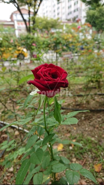 꽃,장미,식물,rose,flower,식물,자연,plants,nature,꽃,flower