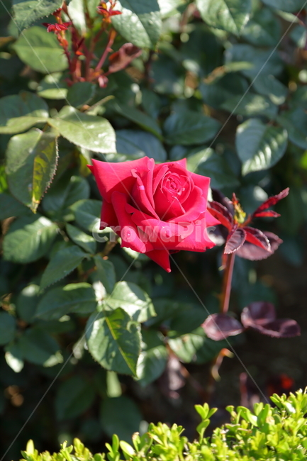 장미,장미꽃,빨간장미,분홍장미,rose,flower,아름다움,5월,6월