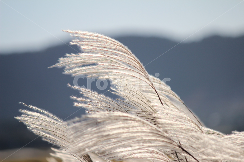 갈대,풀,식물,힐링,시골,바람부는,가을,계절,fall,autumn,season,grass,잔디,plant,lawn,animal,동물,bird,새,reed