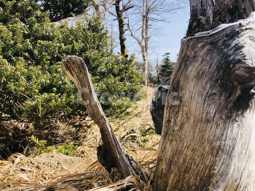 자연,나무,바위,감성,이국적,풀,숲,산,식물,자연,plants,nature,나무,trees,wood