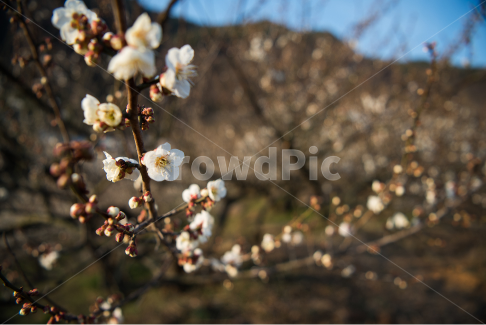 매화,꽃,봄꽃,봄,하얀꽃,봄,계절,spring,season,식물,자연,plants,nature,꽃,flower,plant,blossom