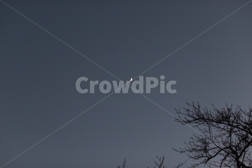 밤하늘,달,나무,night,moon,sky,겨울하늘,겨울밤하늘,자연,풍경,nature,landscape,야경,밤,nightscape,night,outdoors,옥외