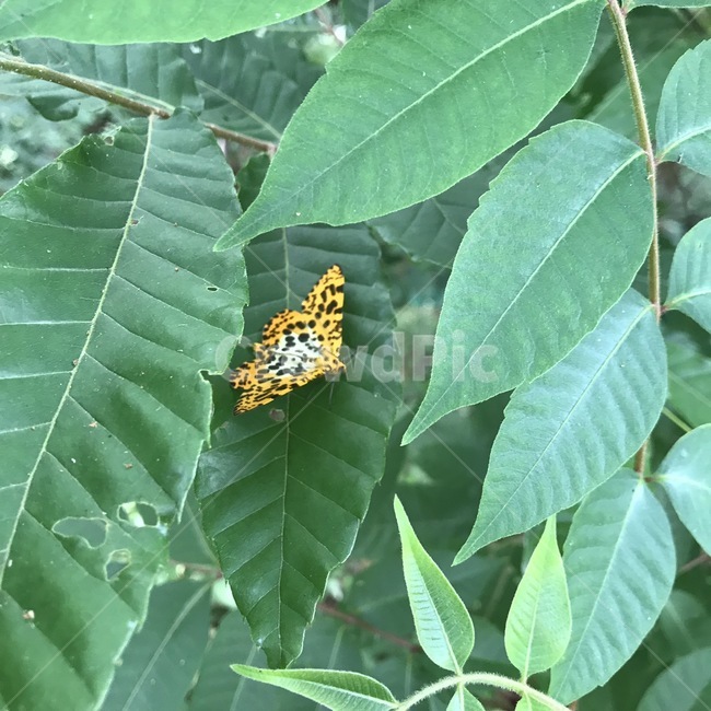나비,나뭇잎,자연,butterfly,nature