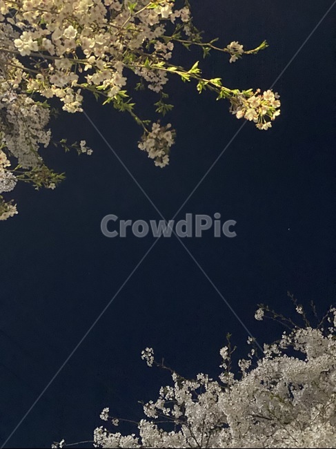 flower,background,벚꽃,blossom,cherryblossom,night,nightflower,plant,식물,꽃,봄,spring