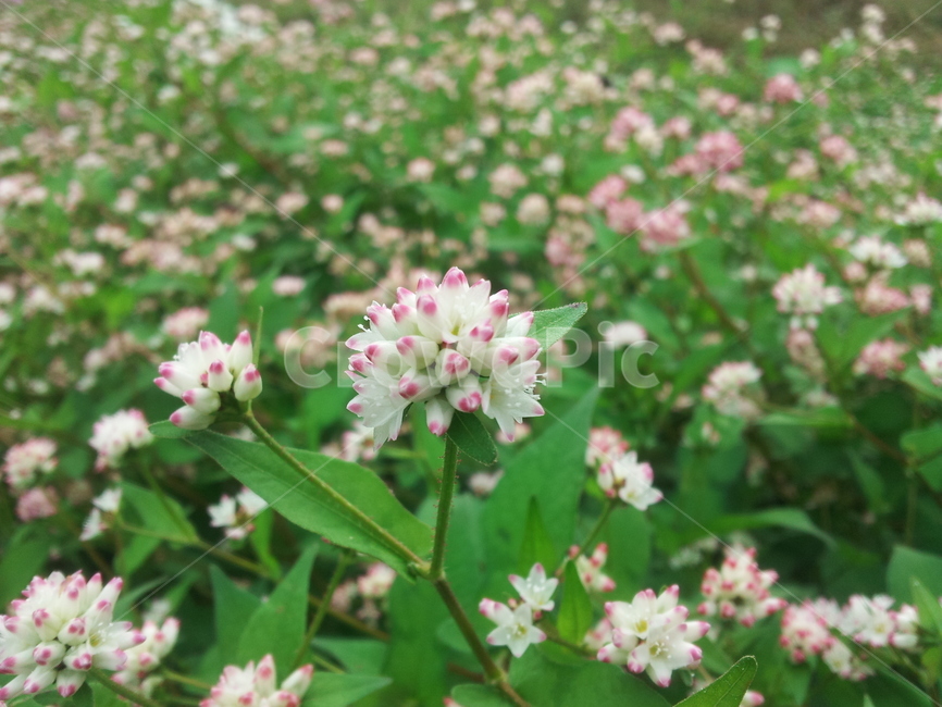 plant,꽃,들풀,야생화,들꽃,잡초,자연,싱싱함