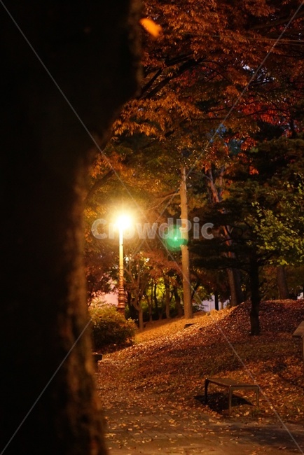 나무,가로등,감성샷,힐링,분위기,야경,밤,풍경,nightscape,night,landscape