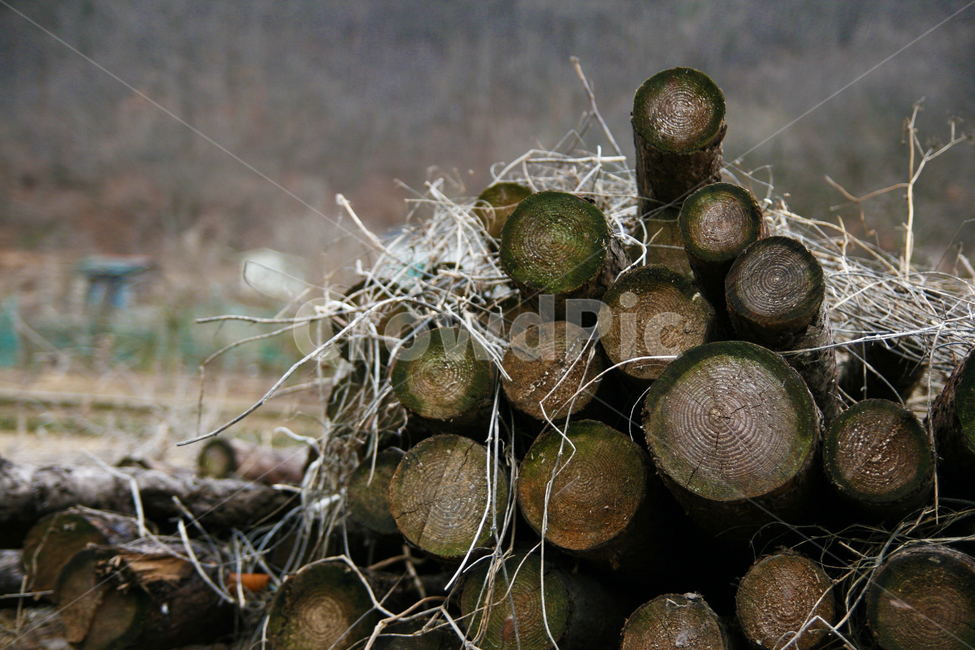 장작,나무,통나무,firewood,tree,log,나무,trees,wood