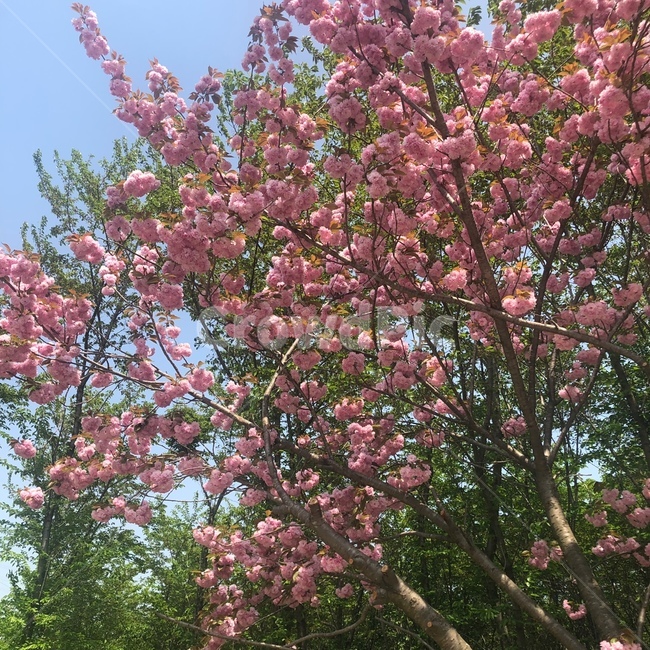겹벚꽃,왕벚꽃,봄꽃,벚꽃나무,벚꽃,자연,하늘,나무,벚꽃길,꽃길,flower,사쿠라,분홍겹벚꽃,분홍꽃,문수사벚꽃,서산왕벚꽃