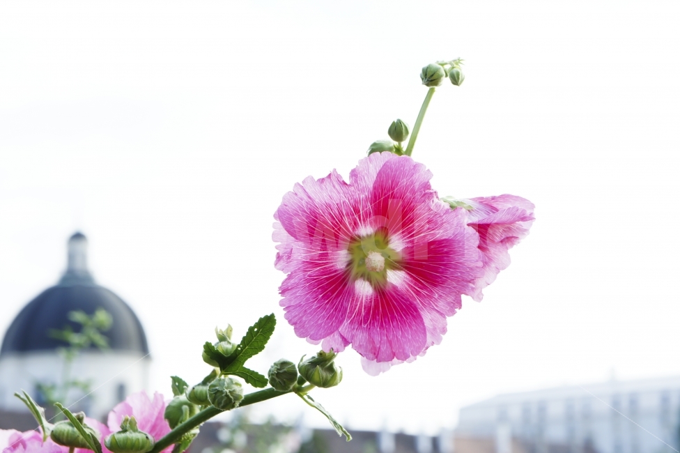 식물,꽃,접시꽃,분홍,색감,식물,자연,plants,nature,꽃,flower