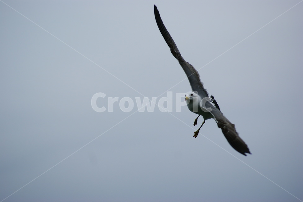 animal,동물,bird,새,seagull,갈매기,flying,동물,animal,조류,새,birds