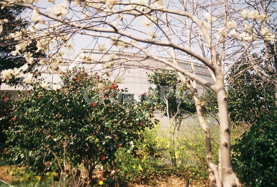 나무,봄,공원,목련,피크닉,필름사진,필름카메라,flim,봄,계절,spring,season,plant,식물,tree