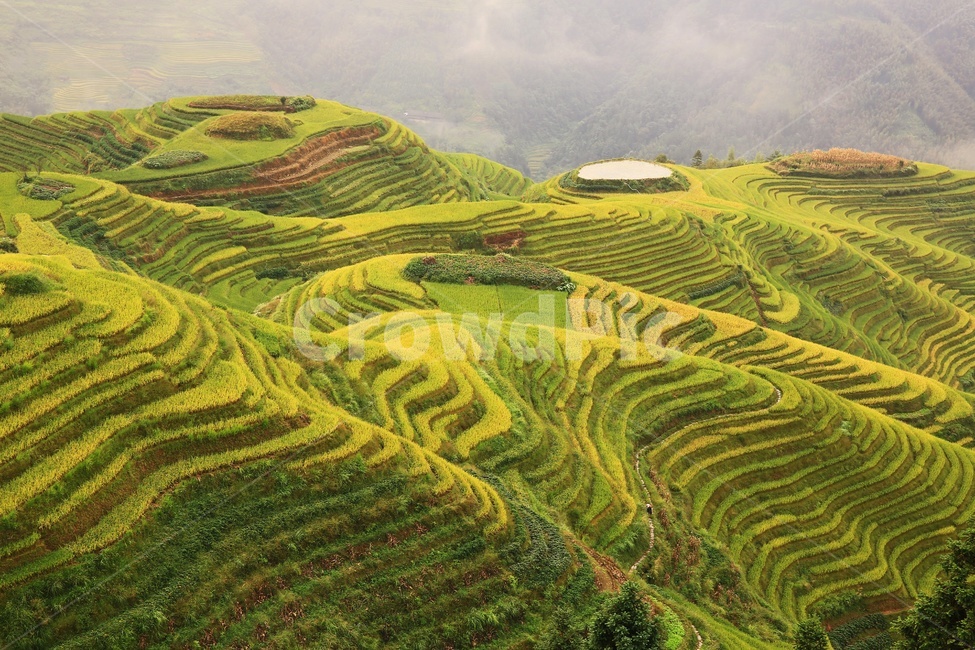 nature,자연,outdoors,옥외,countryside,field,들,hill,언덕,중국,계림,용척,용척다랭이논,다랭이논,다락논,농업,농경지,경작,농사,중국비경,경치,경관,풍경,운해,용척제전아침,농업,농사,agriculture,farming,farming industry