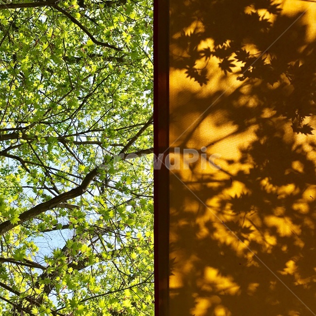 여름,나무,햇살,그림자,풍경,식물,자연,plants,nature,나무,trees,wood,연출,컨셉,콘셉,direction,concept