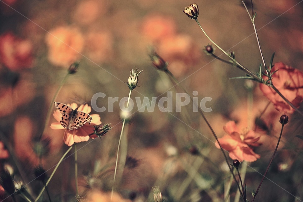 코스모스,황화코스모스,mexicanaster,cosmos,꽃,flower,호랑나비,butterfly,가을,계절,fall,autumn,season,식물,자연,plants,nature,꽃,flower,동물,animal,곤충,벌레,insect,bug,감성,sensible,feeling,plant