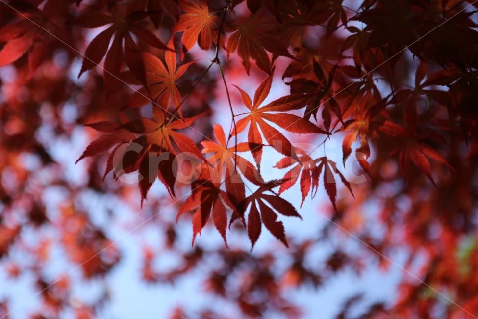 단풍,대둔산,하늘,붉은단풍,산,가을,계절,fall,autumn,season,식물,자연,plants,nature,plant,leaf,잎,tree,나무