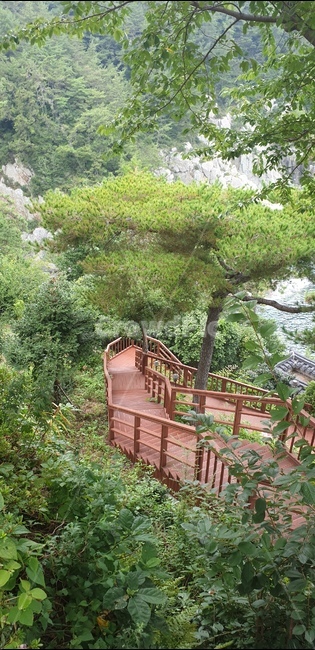 산책,자연,길,나무,숲