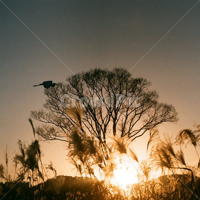감성,감성사진,빈티지,아날로그,필름,필름사진,필름카메라,film,filmcamera,sensible,feeling,저녁,노을,새,나무,자연,동물,풍경,실루엣,그림자,nature,landscape,animal,bird,sunshine,shadow,silhouette,식물,갈대,plant,reed