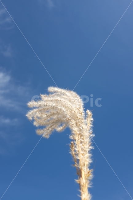 억새,가을,감성사진,감성,파란하늘,하늘,가을사진,사진,꽃,flower,식물,자연,plants,nature,가을,계절,fall,autumn,season,plant,grass,잔디,lawn,reed,갈대