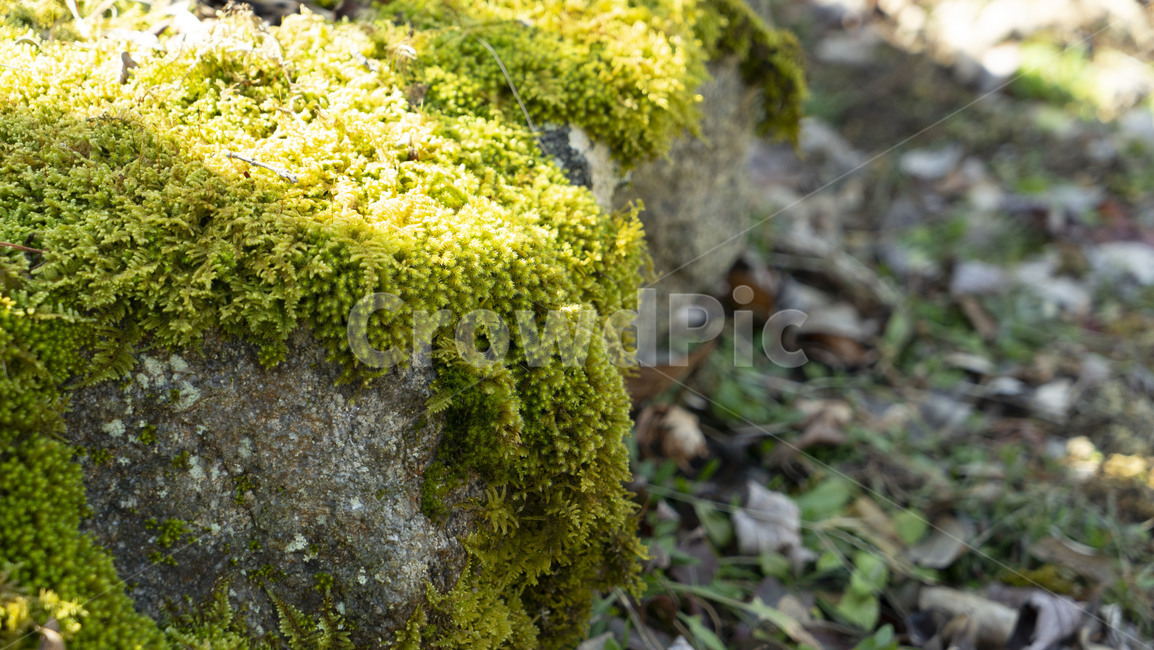 plant,식물,moss,이끼,돌,stone,식물,자연,plants,nature