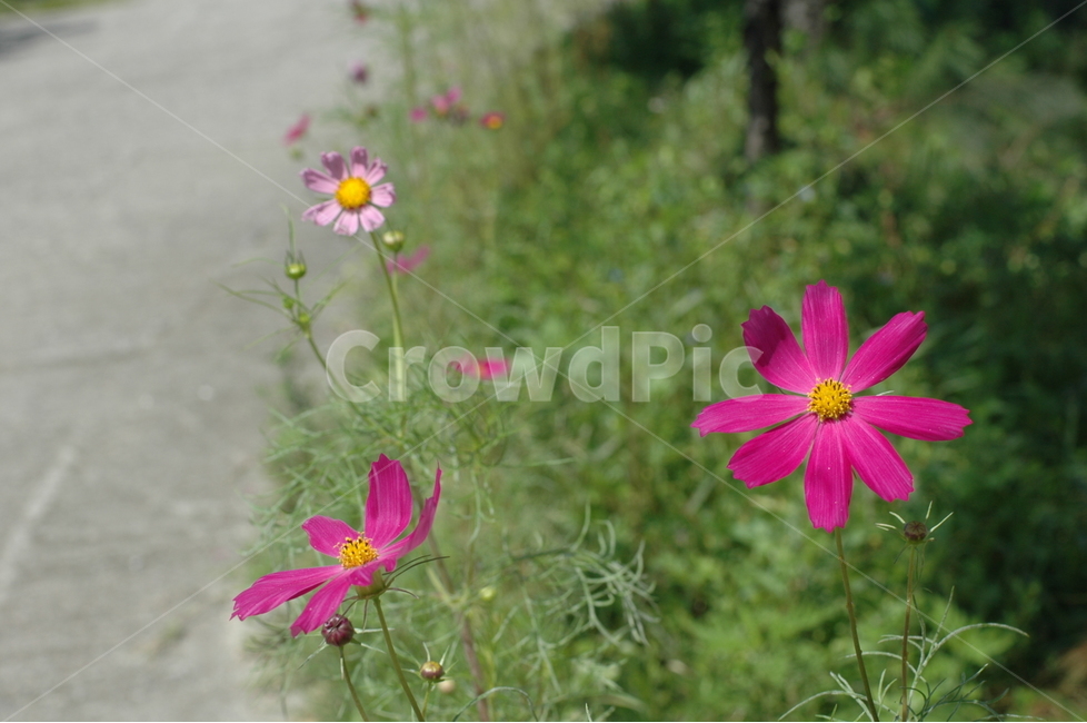 가을,코스모스,도로,꽃,자연,식물,산책,풍경,plants,가을,계절,fall,autumn,season,식물,자연,plants,nature,꽃,flower,plant,geranium,제라늄,blossom