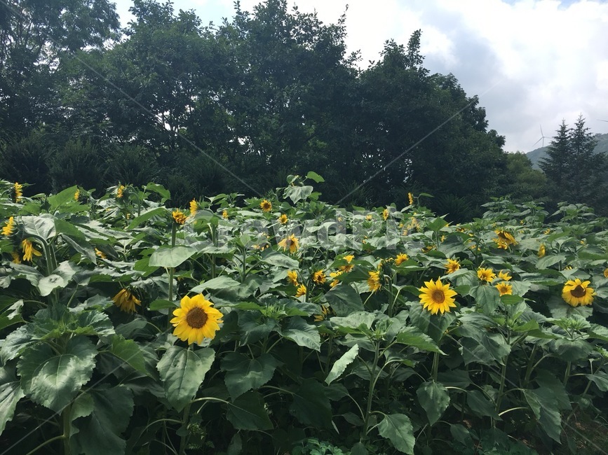 해바라기,숲,목장,강원도,꽃,sunflower,grunge,asthetic