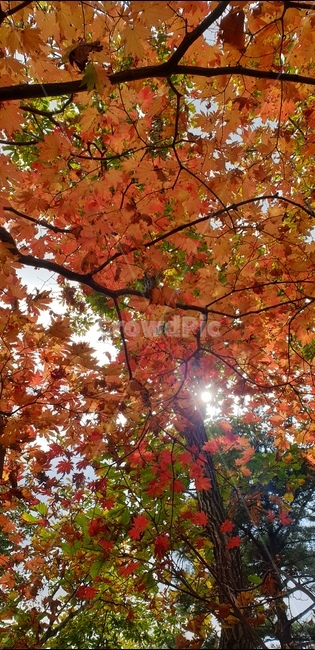 leaf,잎,maple,단풍,식물,tree,나무,가을