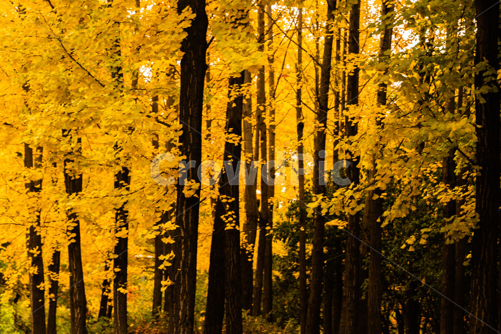 은행,은행나무,은행잎,은행숲,은행나무숲,가을,계절,fall,autumn,season,식물,자연,plants,nature,나무,trees,wood,tree,plant,tree trunk,나무 줄기