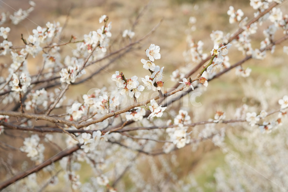 매화,봄,매화꽃,flower,blossom,식물,자연,season,plants,nature,야외,spring,나뭇가지,식물,자연,plants,nature,꽃,flower