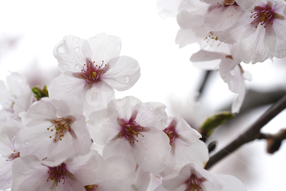 벚꽃,꽃,계절,봄,봄꽃,플라워,flower,날씨,화이트,흰색,하얀색,생명,생물,나무,느낌,감성,봄,계절,spring,season,식물,자연,plants,nature,꽃,flower,plant,blossom,cherry blossom