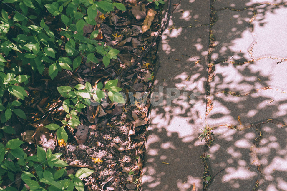 자연,식물,그림자,풍경,봄,봄날,따뜻한,cozy,warm,nature,plant,green,초록,산책,따스함,식물,자연,plants,nature,감성,sensible,feeling