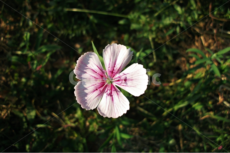 패랭이꽃,꽃,자연,식물,flower,dianthussinensis,꽃술,plant,nature,floral