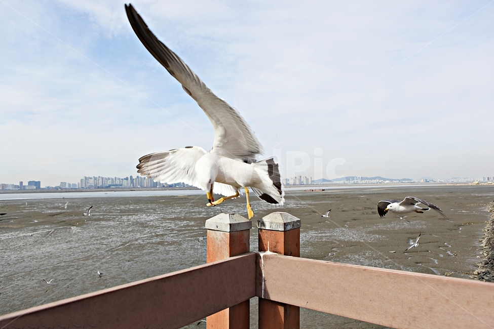 갈매기,새,조류,풍경,배경,자연,풍광,하늘,동물,animal,조류,새,birds