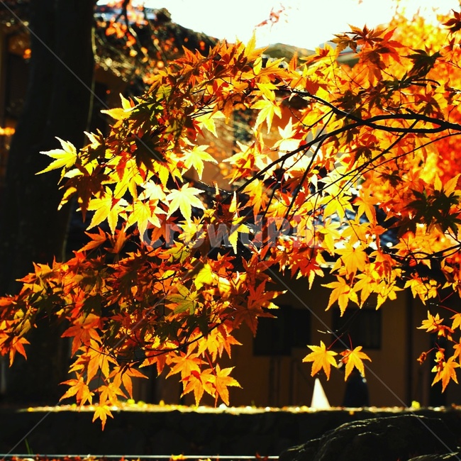 해외,가을,일본,단풍,후지산,가을,계절,fall,autumn,season,식물,자연,plants,nature,plant,leaf,잎,tree,나무,maple
