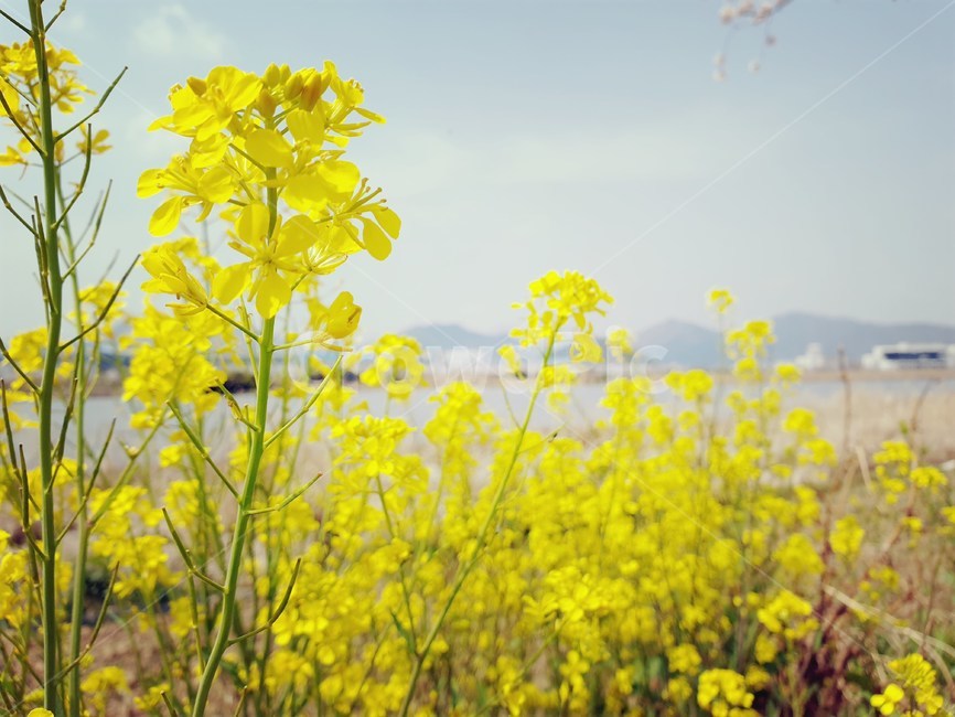 유채꽃,풍경,자연,서정,flower